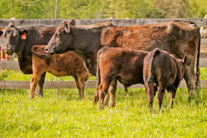 Local grass fed cattle